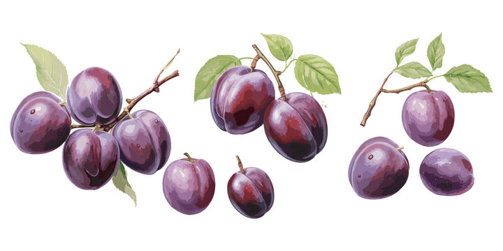 watercolor plum clipart for graphic resources