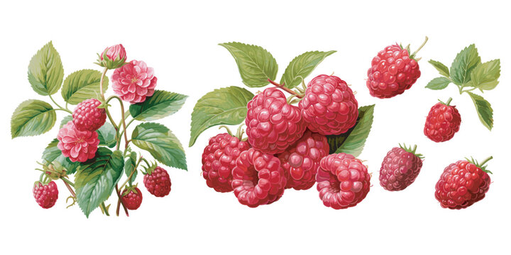 watercolor raspberry clipart for graphic resources