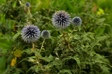 The southern globethistle (Echinops ritro).