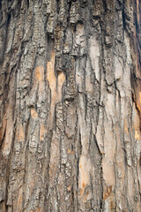 old tree bark as background and texture vertical composition