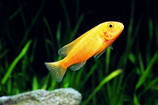 レッドゼブラシクリッド　アフリカンシクリッド