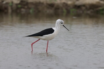 Obraz premium a black and white bird walking on water