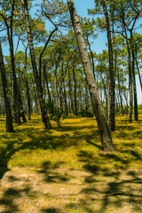 Beach and trees on a island in Punta del Este, Uruguay