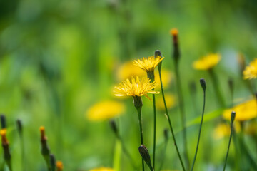 Fototapeta premium Field of yellow dandelions. Taraxacum officinale, the common dandelion