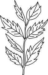 doodle freehand sketch drawing of pine leaf.