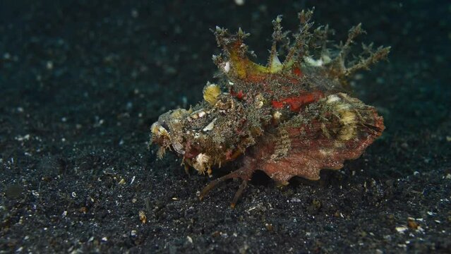 Spiny demon stinger (Inimicus didactylus), running over sandy seabed, Strait of Lembeh, Indonesia, Asia