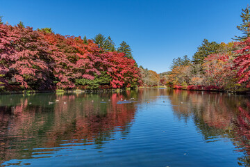 長野県 秋の軽井沢 雲場池の紅葉