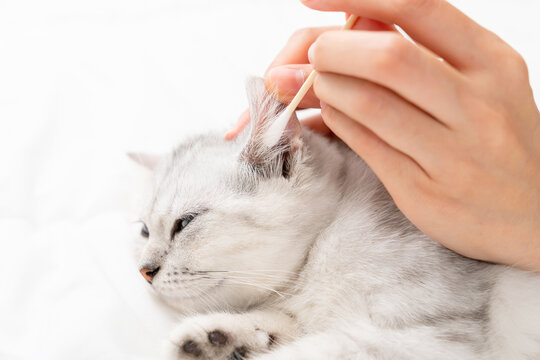 Hand use cotton with earwax cleaning of small white kitten with black stripes, cat Scottish fold breed on white bed.
