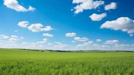 Fototapeta na wymiar background Open field with clear blue sky
