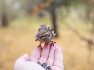 Sparrow eats seeds from a man's hand