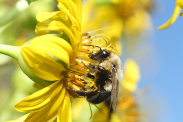 A bumblebee pollinates a yellow flower with a blue sky in background.