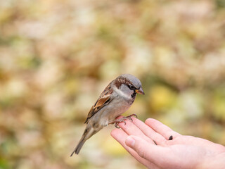 Sparrow eats seeds from a man's hand