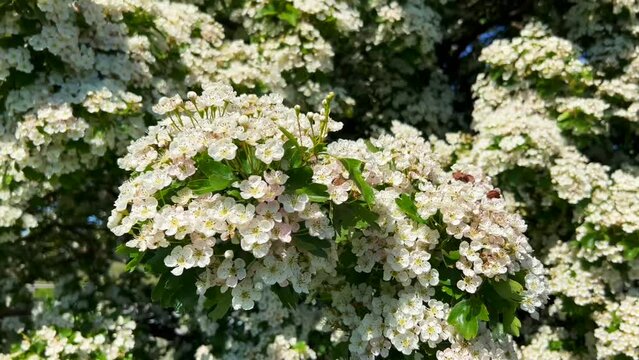 Flowering Hawthorn (Crathaegus laevigata) in Ystad, Scania, Sweden, Scandinavia, Europe