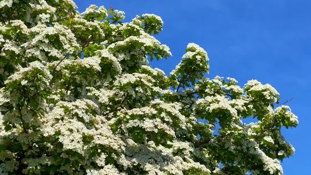 Flowering Hawthorn (Crathaegus laevigata) in Ystad, Scania, Sweden, Scandinavia, Europe