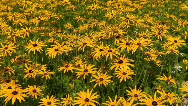 Yellow coneflower (Rudbeckia fulgida) in Ystad, Scania, Sweden, Scandinavia, Europe