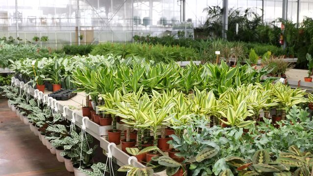Pots with planted dracaena with variegated foliage on showcase of garden center. Concept of growing of ornamental potted plants for home design
