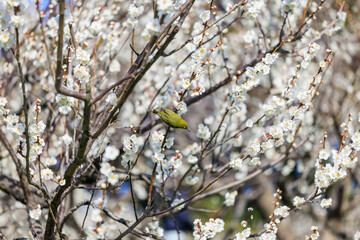 白梅の花とメジロ