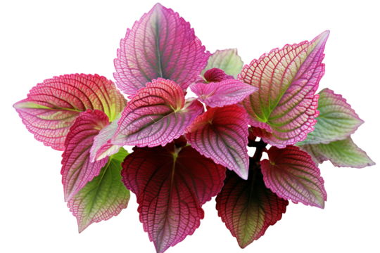 Colorful coleus leaves with green, red, and yellow patterns isolated on transparent background