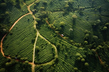 Coffee plantations of South America with a skyline with mountains in the background ,Generative AI