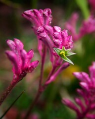 Pink Australian wildflower in the grass