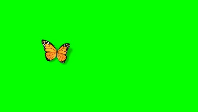 Animation of colorful butterflying flying on a background of a green screen, 4k video animation