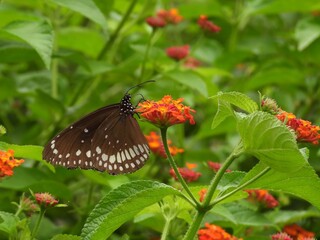 butterfly on flower