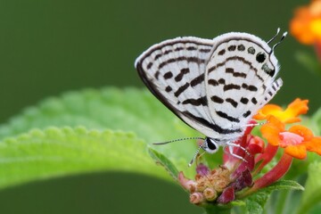 butterfly on leaf
