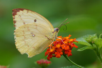 butterfly on a flower Common emigrant butterfly closeup shot