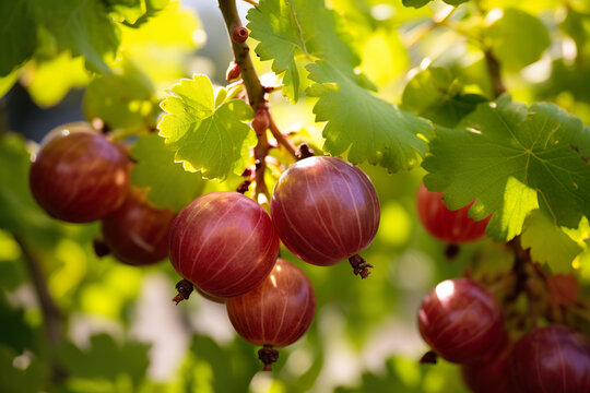Gooseberry Serenade: A Natural Symbol of Organic Beauty