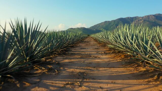 Campos de agave azul para hacer tequila tierra fértil para sembrar maguey licor mezcal Paisaje de tierras y montañas de siembra de origen mexicano en jalisco bebida alcohólica