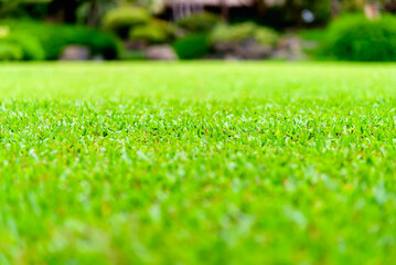 Close up of green grass of green lawn in sunny day background and texture.