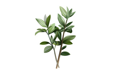 Basil branches, isolated vector elements 3d. Green stem with leaves. Fragrant plant branch, a bush of fresh basil, bundle. An ingredient for cooking and decorating food, seasoning, garden herbs. 
