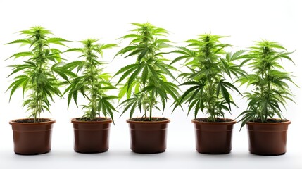 Cannabis plants in a flower pot, Canaabis Plants, Marijuana Buds, Close-up
