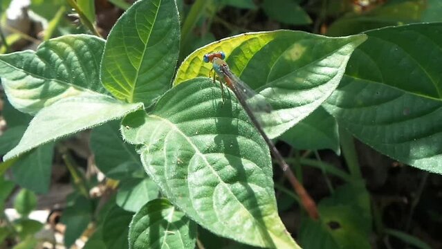 Mini dragonflies sit on green leaves, dragonflies are very tame, colorful, green, red, blue, yellow
