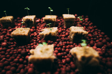 ロックウール  キューブ 水耕栽培 ハイドロポニック 発芽 ハイドロボール