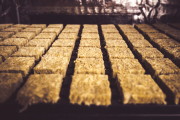 ロックウール  キューブ 水耕栽培 ハイドロポニック