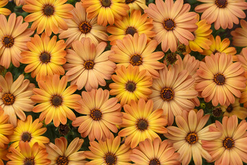 Floral background of osteospermum flowers