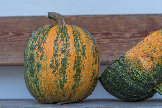 large pumpkins in early fall