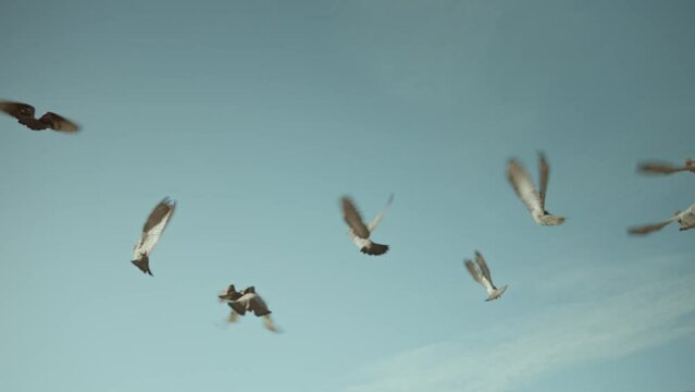 A flock of pigeons flying in the blue sky.