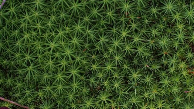 Green moss close-up background, mosses surface of wood log in beautiful forest background. Star Moss, Polytrichum commune, seen from above. Twisted Moss is a natural star shaped moss.