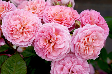 Rosa 'Amoretto' (Koraugneru).  A floribunda rose bred by Kordes Roses.  Also known as 'Love Affair' in Australia.