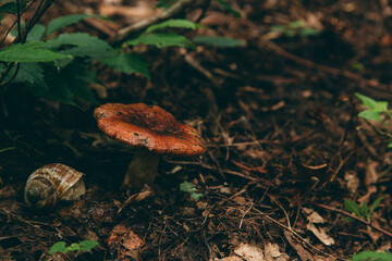 Wild mushroom in the forest, natural food, summer harvest. Wallpaper, natural background, beautiful photo with soft focus and tinting.