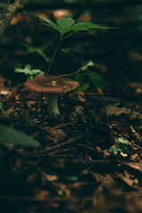 Wild mushroom in the forest, natural food, summer harvest. Wallpaper, natural background, beautiful photo with soft focus and tinting.