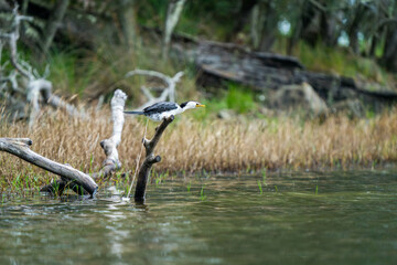 Cormorant bird pooing while sitting on a tree
