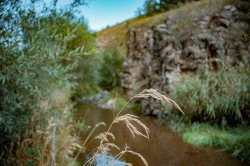 water flowing into the forest