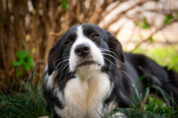 Border Collie puppy lying on the grass