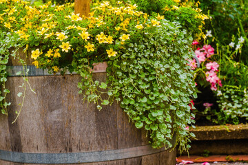 beautiful blossom flowers in the garden