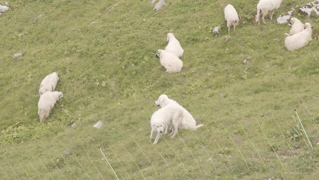 Patou Sheepdog Guarding The Sheep Herd Grazing In The Mountain Hills. - wide