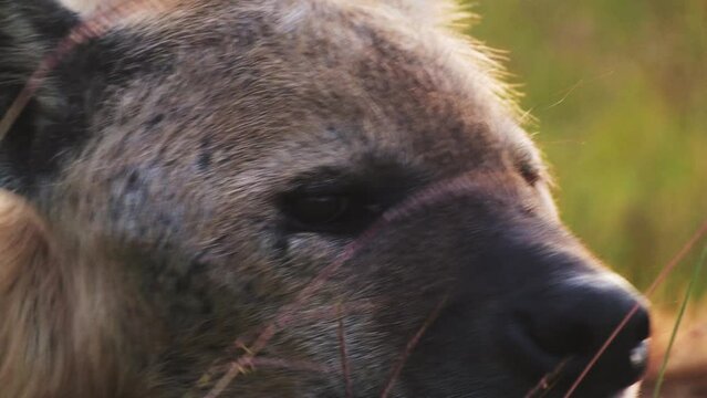 Slow Motion of Hyena Close Up Portrait, Masai Mara Wildlife, African Animal Eyes Looking Around in Kenya Africa, Maasai Mara North Conservancy
