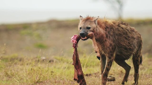 Close up African Wildlife in Maasai Mara National Reserve, Hyena with part of a kill, scavenging for remains, walking with food in its mouth